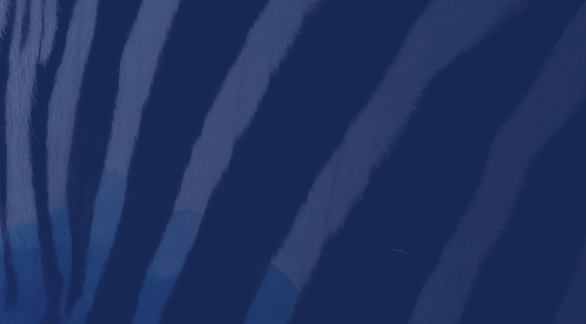 Close-up of blue zebra stripes on a dark blue background