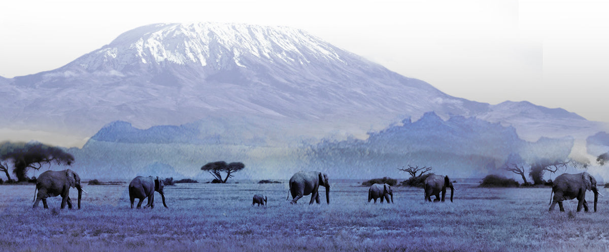 Elephants in a landscape with Mount Kilimanjaro in the background